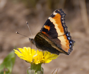 Milberts Tortoiseshell 9506
